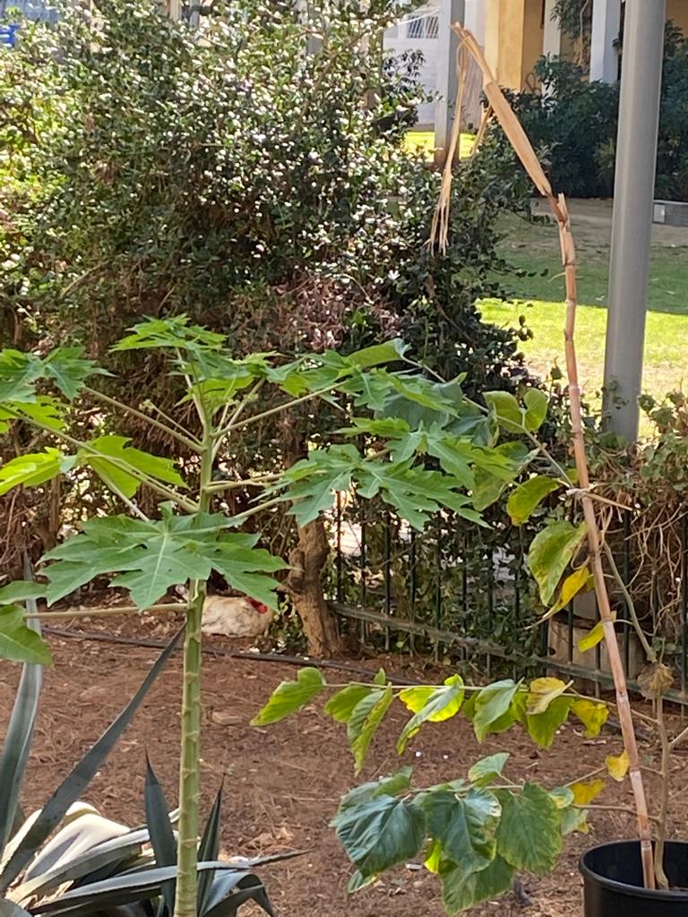 WhatsApp Image 2021-11-03 at 3.05.42 PM (1).jpeg